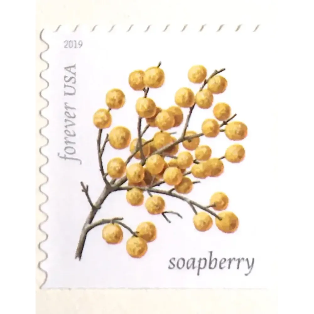 (2019) USPS Winter Berries First Class Forever Postage Stamps (2019) USPS Winter Berries First Class Forever Postage Stamps