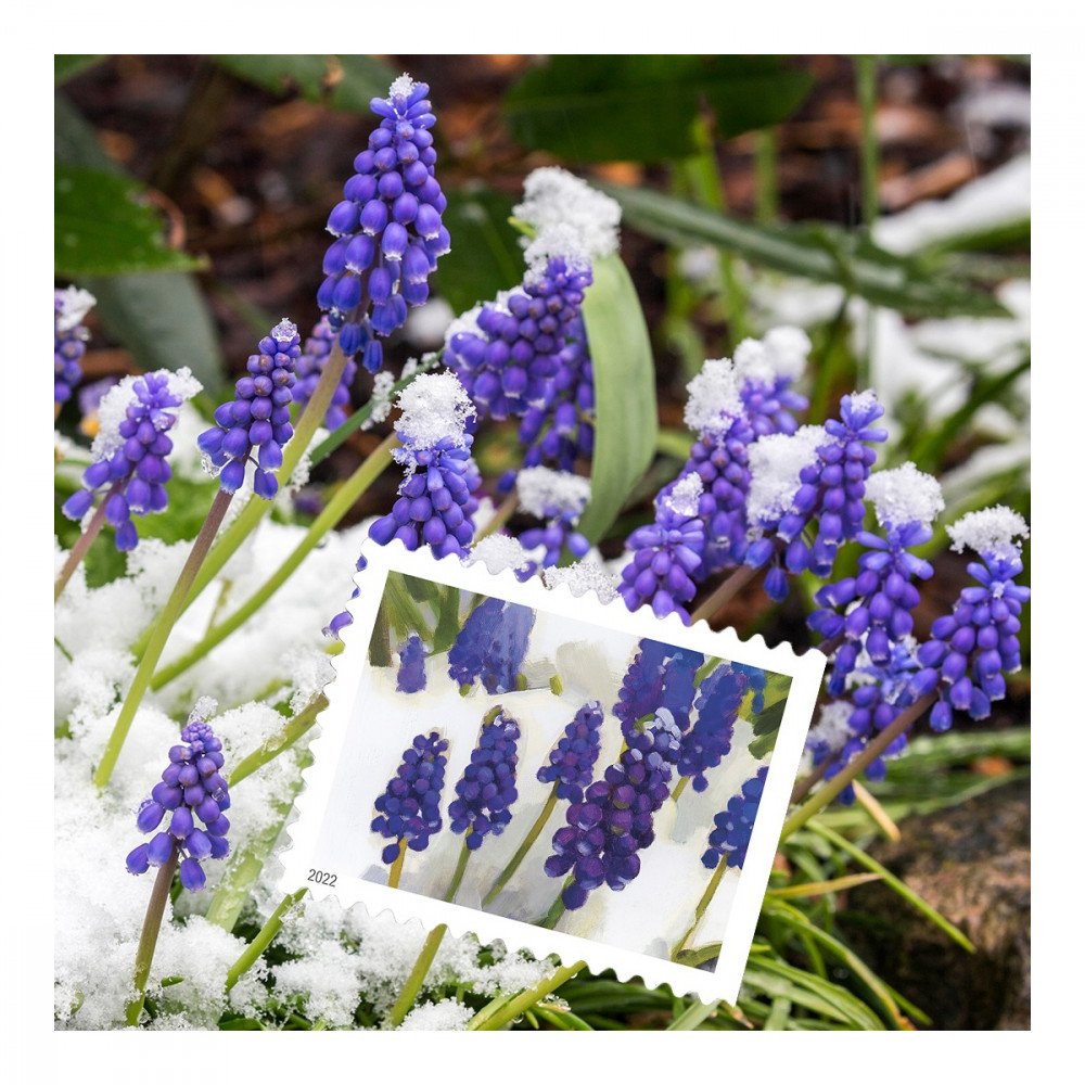 2022 USPS Snowy Garden Beauty Forever Postage Stamps 2022 USPS Snowy Garden Beauty Forever Postage Stamps