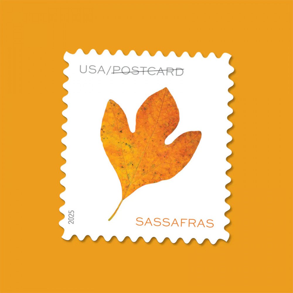 2025 Vibrant Leaves Postcard Stamps, 1 Roll of 100 Pcs Postcard |Multiple Stamp Designs andFormats 2025 Vibrant Leaves Postcard Stamps, 1 Roll of 100 Pcs Postcard |Multiple Stamp Designs andFormats